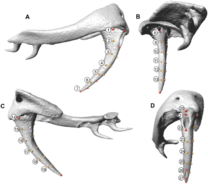 Shape and Size Variation in Elapid Snake Fangs and the Effects of Phylogeny and Diet