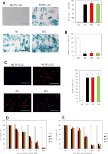 Fisetin, a potential skin rejuvenation drug that eliminates senescent cells in the dermis.