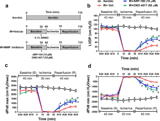 Matrix metalloproteinase-2 proteolyzes mitofusin-2 and impairs mitochondrial function during myocardial ischemia-reperfusion injury.