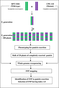 Combined strategy employing MutMap and RNA-seq reveals genomic regions and genes associated with complete panicle exsertion in rice.