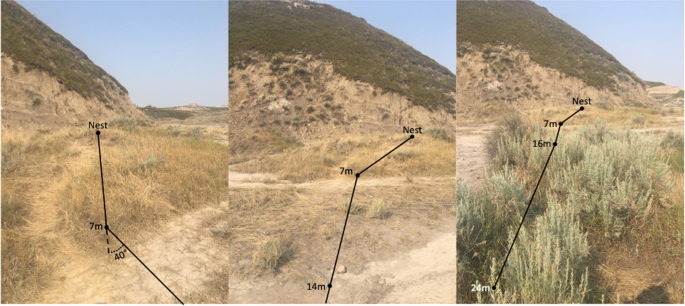 Directed retreat and navigational mechanisms in trail following Formica obscuripes.