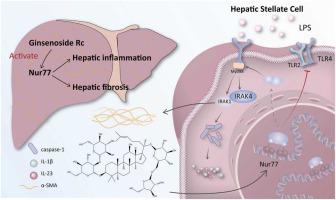 Regulation of Nur77-TLR4/MyD88 signaling pathway is required for Ginsenoside Rc ameliorates hepatic fibrosis regression by deactivating hepatic stellate cells