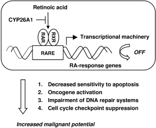 Retinoic acid metabolism in cancer: potential feasibility of retinoic acid metabolism blocking therapy.