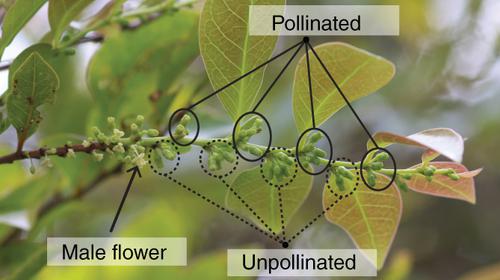 Nocturnal emission and post‐pollination change of floral scent in the leafflower tree,
 Glochidion rubrum
 , exclusively pollinated by seed‐parasitic leafflower moths