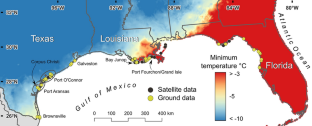 Integrating Remote Sensing with Ground-based Observations to Quantify the Effects of an Extreme Freeze Event on Black Mangroves (Avicennia germinans) at the Landscape Scale