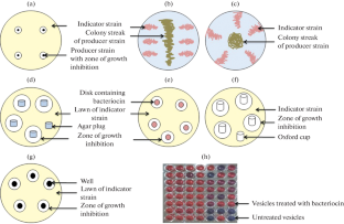 Methods for Determination of Antimicrobial Activity of Bacteriocins of Lactic Acid Bacteria