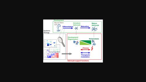 Understanding astrocyte differentiation: Clinical relevance, technical challenges, and new opportunities in the omics era