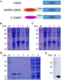 Engineered fibrotic liver-targeted truncated transforming growth factor β receptor type II variant for superior anti-liver fibrosis therapy