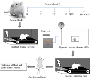 Effect of hypobaric hypoxia on the fiber type transition of skeletal muscle: a synergistic therapy of exercise preconditioning with a nanocurcumin formulation.