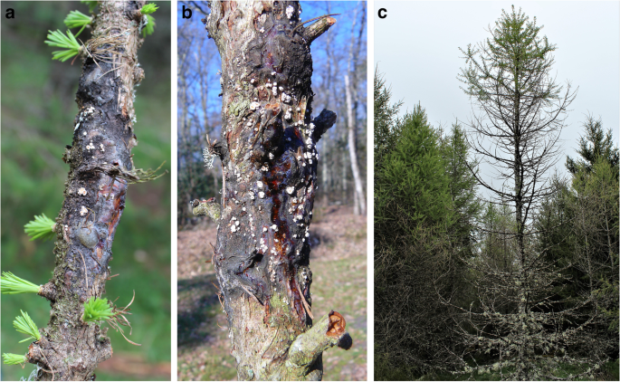 Effects of the cascading translocations of larch (Larix decidua Mill.) on canker disease due to Lachnellula willkommii (R. Hartig) Dennis