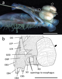 An enigmatic internal organ discovered in pink flabby whalefish, Cetostoma regani (Teleostei: Cetomimidae)