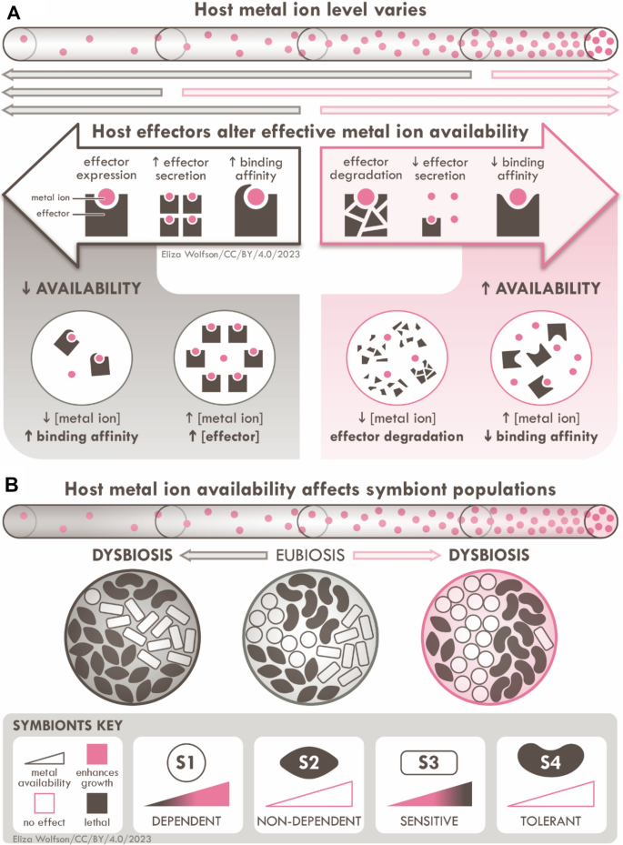 Control of nutrient metal availability during host-microbe interactions: beyond nutritional immunity