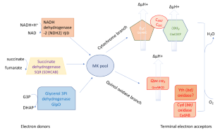 Separation and analysis of Bacillus subtilis respiratory chain complexes.