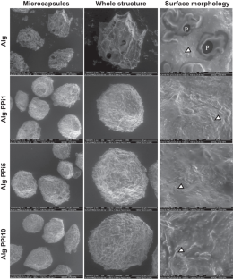 In Vitro and In Vivo Characterisation of Lactiplantibacillus plantarum LAB12 in Pea Protein-Alginate Microcapsules.