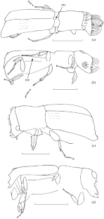 Two New Species of the Tribe Tesserocerini (Coleoptera: Platypodidae) from Miocene Ethiopian Amber