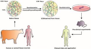 An overview of the production of tissue extracellular matrix and decellularization process.