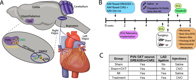 Outcomes of hypothalamic oxytocin neuron-driven cardioprotection after acute myocardial infarction.