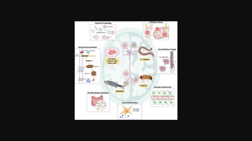 Beyond the classical amyloid hypothesis in Alzheimer's disease: Molecular insights into current concepts of pathogenesis, therapeutic targets, and study models.