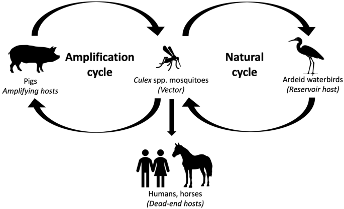 Japanese Encephalitis: Emergence in Australia