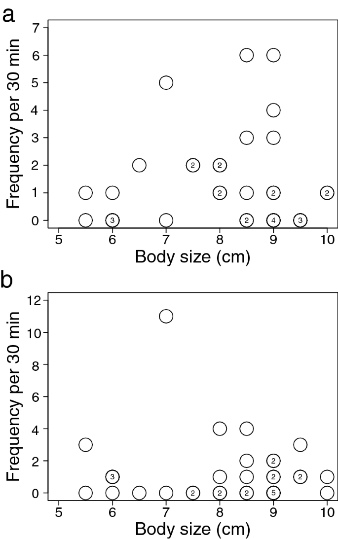 Comparison of mortality and feeding behavior of the false cleanerfish <i>Aspidontus taeniatus</i> and the lance blenny <i>A. dussumieri</i> regarding the effects of mimicry.