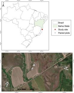 Metabolic groups of plants in neotropical hyperseasonal savannas threatened by Australian Acacia invasion