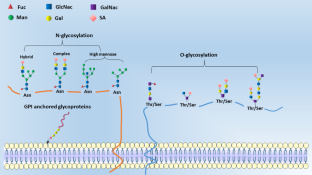 Advances in protein glycosylation and its role in tissue repair and regeneration.