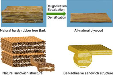 A self‐adhesive bark veneer for all‐natural plywood