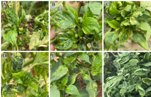 Serological detection of important pepper viruses and characterisation of pepper mild mottle virus in Saudi Arabia