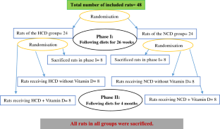 Senescence of bone marrow mesenchymal stem cells in Wistar male rats receiving normal chow/high-calorie diets with/without vitamin D.