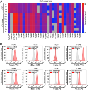 Enhancing Viability of Human Embryonic Stem Cells during Cryopreservation via RGD-REP-Mediated Activation of FAK/AKT/FoxO3a Signaling Pathway.