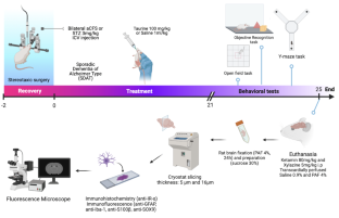 Neuroprotection elicited by taurine in sporadic Alzheimer-like disease: benefits on memory and control of neuroinflammation in the hippocampus of rats.