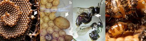 Virgin queen behaviour and controlled mating in the stingless bee Tetragonula carbonaria (Meliponini)