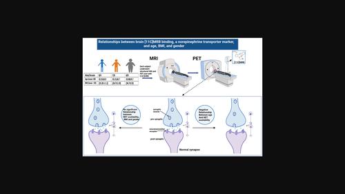 Relationships of in vivo brain norepinephrine transporter and age, BMI, and gender.