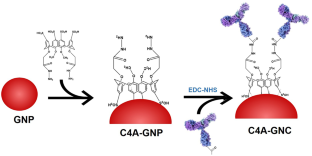 Tailored calix[4]arene-gold nanoconjugate as a ultra-sensitive immunosensing nanolabel