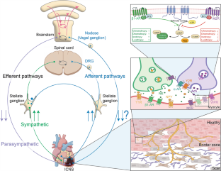 Autonomic control of ventricular function in health and disease: current state of the art.