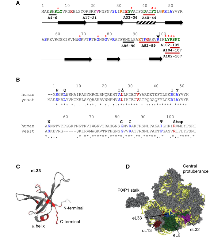 Wide mutational analysis to ascertain the functional roles of eL33 in ribosome biogenesis and translation initiation.