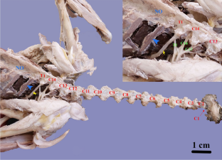 Macroscopic anatomy of the plexus brachialis and its innervation in the common pheasant (Phasianus colchicus)