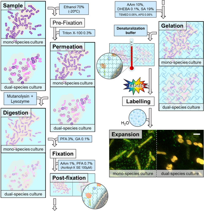 Expansion microscopy applied to mono- and dual-species biofilms.