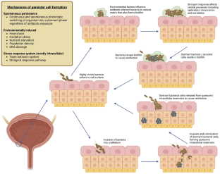 The Potential Role of Persister Cells in Urinary Tract Infections.