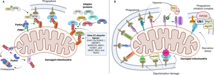 Mitophagy for cardioprotection.