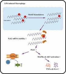 Mettl3/Ythdf2 regulate macrophage inflammation and ROS generation by controlling Pyk2 mRNA stability