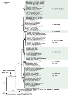 A revision of the Inocybe grammata group in North America including four new taxa