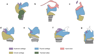 The vocal apparatus: An understudied tool to reconstruct the evolutionary history of echolocation in bats?