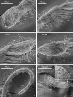 Structure and Distribution of Sensilla on the Mouthpart Palps in Caddisflies of the Family Hydropsychidae (Trichoptera)