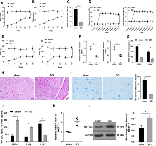 Knockout of METTL3 promotes neural functional recovery after spinal cord injury in mice via the USP4/YTHDF2 axis