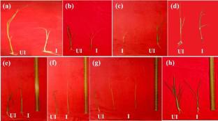 Genome-wide association studies and expression analysis of GA-related genes for exploring foot rot resistance in rice germplasm