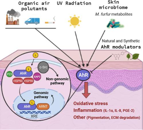 Aryl Hydrocarbon Receptor as a Therapeutical Target of Environmentally Induced Skin Conditions.