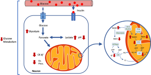 Magnetic Resonance Spectroscopy Studies of Brain Energy Metabolism in Schizophrenia: Progression from Prodrome to Chronic Psychosis.