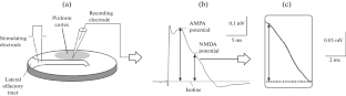 Cryoprotective Characteristics of L-Carnosine Dipeptide (Β-Alanyl-L-Histidine)