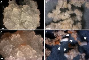 miRNome profiling reveals differential miRNAs associated with embryogenic potential in the somatic embryogenesis of Araucaria angustifolia